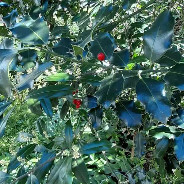 Stechpalme mit roten Beeren